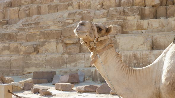 Camel is Waiting for Tourists to View Giza Pyramids