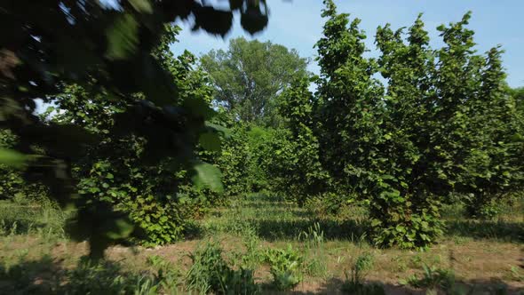Hazelnut Trees Farm Cultivation