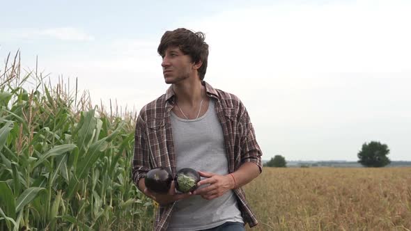 An agronomist inspects the crop in the field and carries fresh eggplants in his hands.