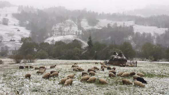 Sheeps in A Snowy Landscape 