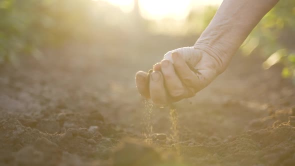 Sunlit Elderly Hand Checking Soil Fertility