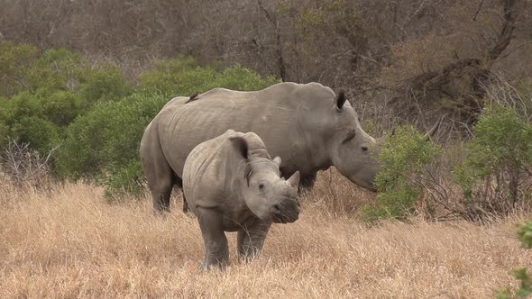 A Southern White Rhino and her calf grazing with Oxpecker birds picking the ticks from their head an