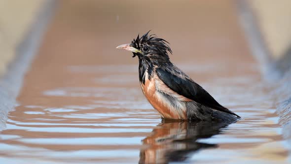 The rosy Starling (Sturnus roseus) splashing in the water