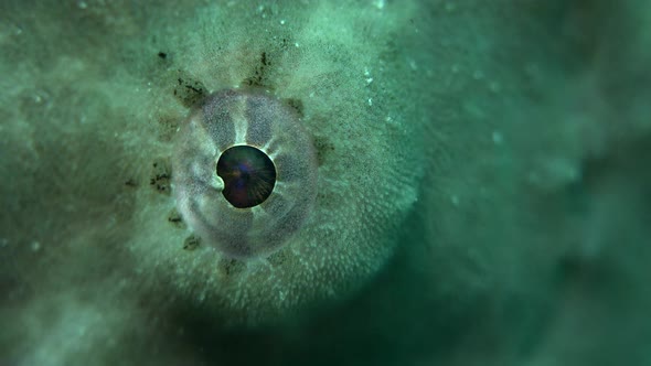 Eye of green Giant Frogfish (Antennarius commerson) super close up