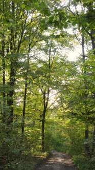 Vertical Video Autumn Forest By Day