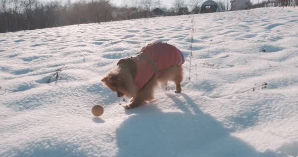 Cute Pomeranian dog playing in the snow