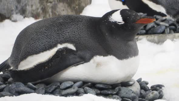 gentoo penguin incubates an egg on a nest of stones