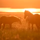 Wild Mustangs Graze at Sunset - VideoHive Item for Sale