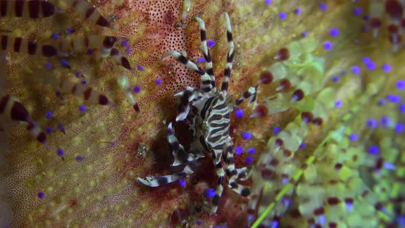 Zebra crab walking on fire urchin close up shot