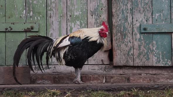 Rooster with Long Tail Cleans Feathers