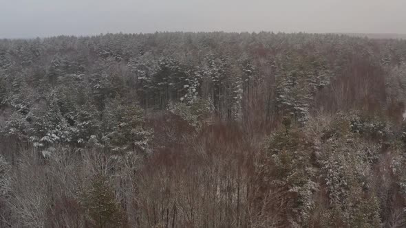 Snow Cover Over the Forest. Snowfall Over the Coniferous Forest.