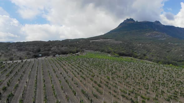 Aerial View of Grape Plantation