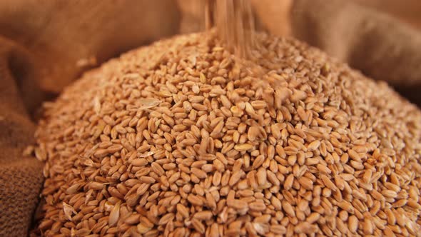 Wheat Grains in a Sack