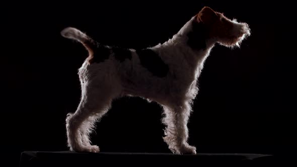 A Fox Terrier Dog Is Preparing for an Exhibition in a Dark Studio on a Black Blanket Against a Black
