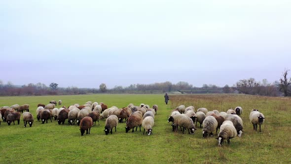 Sheep grazing in late autumn. Herding sheep in a field. Group of woolly white and brown animals 