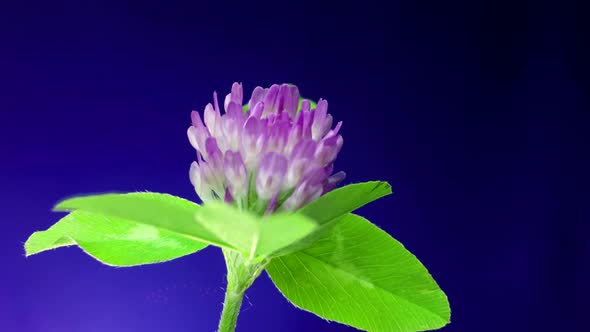 Clover bloom on a blue background.