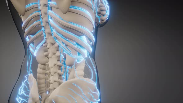 Blood Vessels of Human Body alt