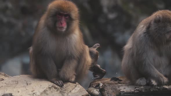 Adorable little snow monkey jumping on stones