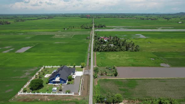 The Paddy Rice Fields of Kedah and Perlis, Malaysia