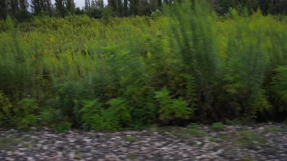 Driving by bushes growing along the road