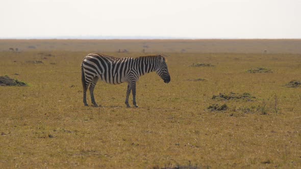 Side view of a zebra