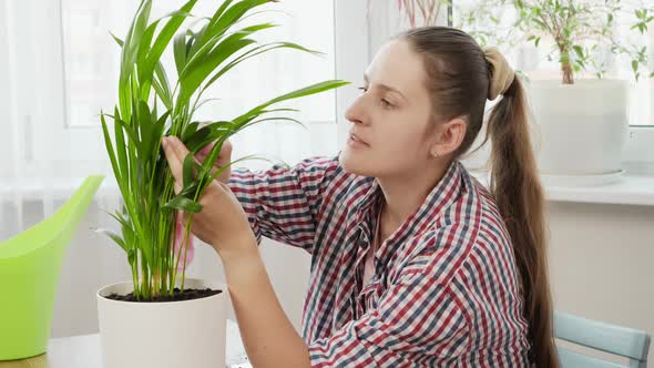 Young Woman Wiping Dust From Plant Leaves at Home After Transplanting It in Bigger Pot