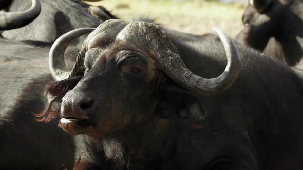 Close up shot of a resting African Cape Buffalo slowly chewing, surrounded by a herd.