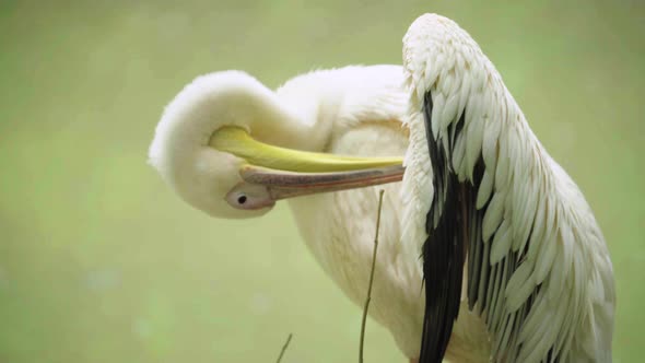 Pelican on the Lake. Close-up.