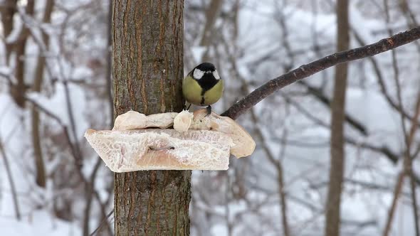 Two great tits pecking at lard