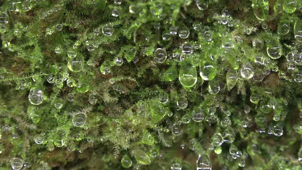 Water Droplets on Wet Velvety Mossy Surface