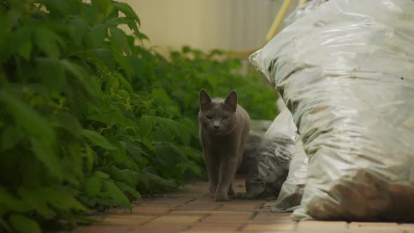 Grey Domestic Russian Blue Breed Cat Walking at Camera with a Hunting Look in the Yard