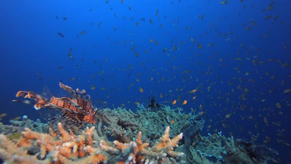 Red Sea Lionfish