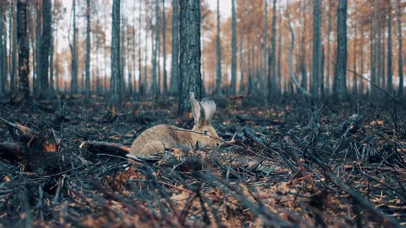 A Rabbit on the Ground Among Burntout Woods