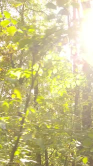 Vertical Video Autumn Forest with Trees By Day Slow Motion