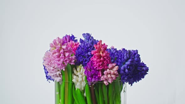 Large Beautiful Bouquet of Multicolored Hyacinth Isoleted on White Background Close Up