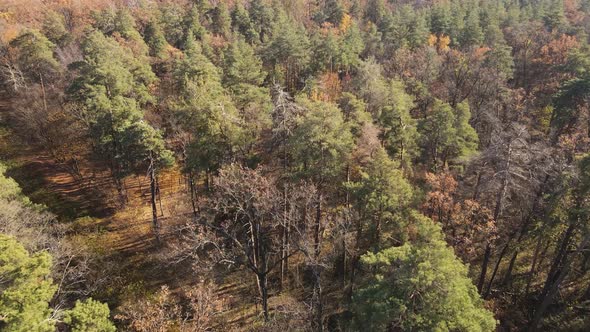 Trees in the Autumn Forest in the Afternoon