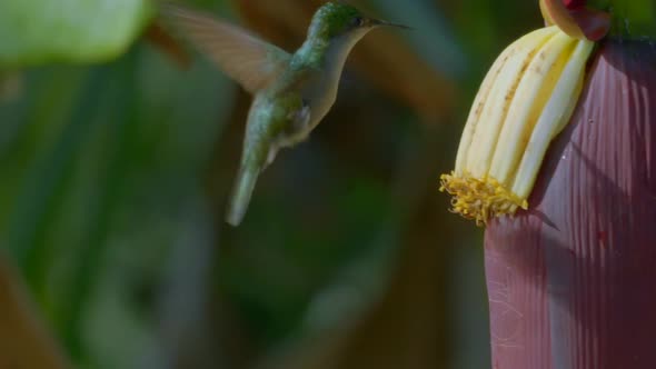 Humming Bird And Banana Tree