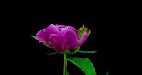 Timelapse of Pink Peony Flower Blooming on Black Background. Blooming Peony Flower Open, Time Lapse