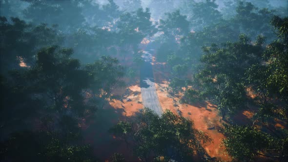 Aerial Shot of Road Snaking Through Green Trees