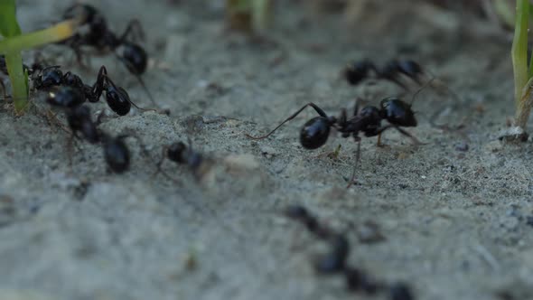 Ant Trail 2
