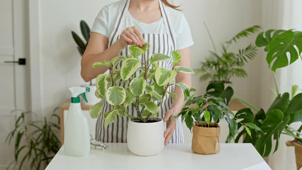 Closeup Woman Florist Hands Cleaning Peperomia Leaves with Wet Sponge