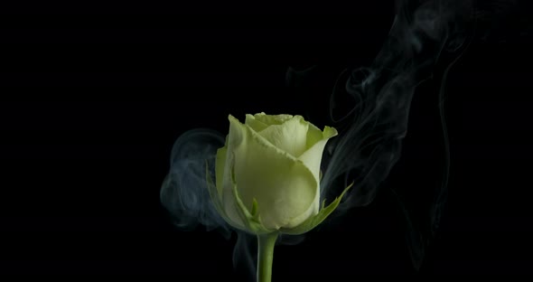 Flower Burn in Fume