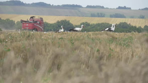 Storks And Harvester