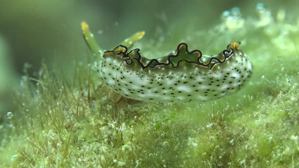 Nudibranch (Elysia marginata) crawling over sea grass passing close in front of the camera