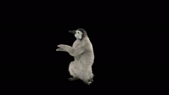 Penguin Dancing 4K