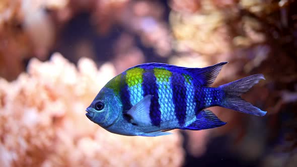 Amazing Blue Striped Abudefduf Saxatilis Sergeantmajor Fish Swimming Underwater on Coral Reefs