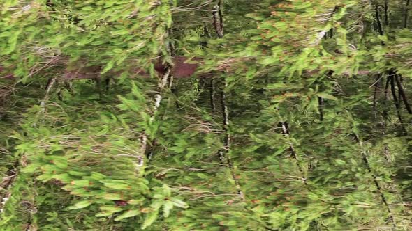 Vertical Video Aerial View of Trees in the Forest