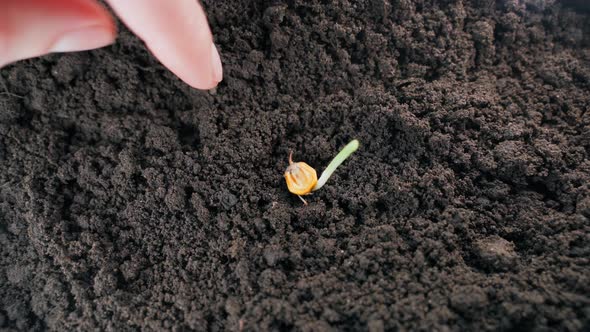 Sprouted Corn Grain is Planted in the Ground and Added Dropwise Closeup