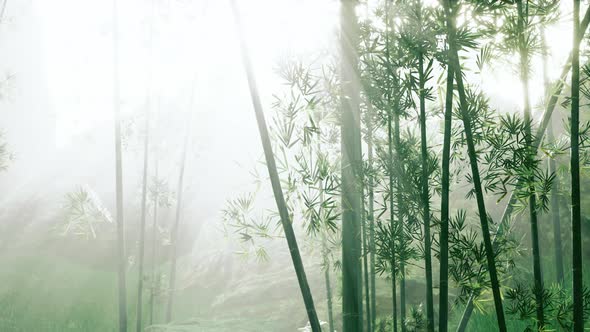 Fresh Nature and Greeny Tropical Bamboo Forest
