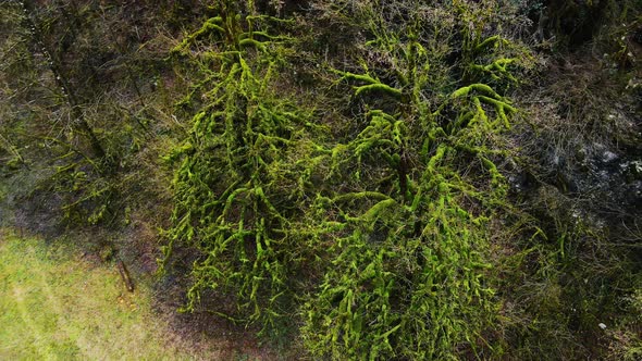 Tree in Subtropics Completely Entangled in Evergreen Climbing Liana